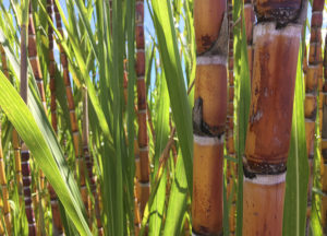 Cana de Açúcar