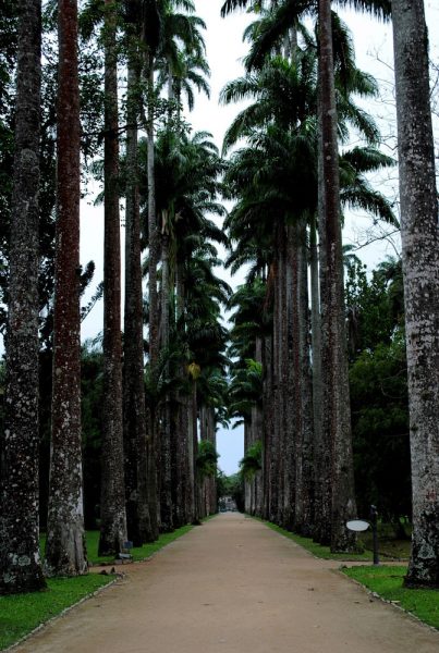 jardim-botanico-rio-de-janeiro-palmeiras