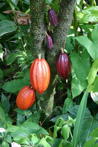 jardín-botanico-río-de-janeiro-cacao