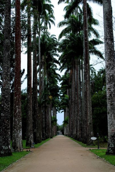 jardín-botanico-río-de-janeiro-palmeras-imperiales