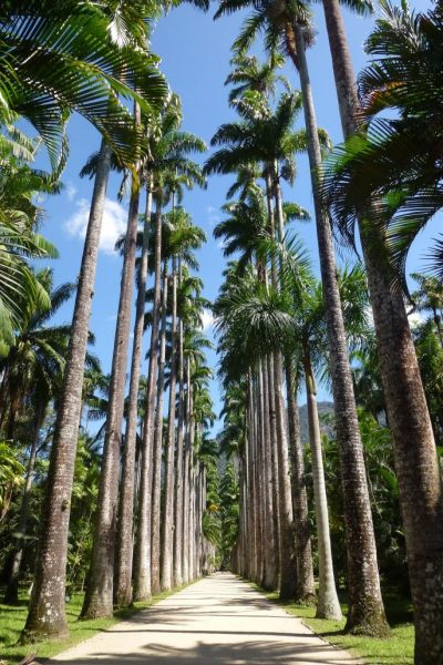 o-que-fazer-no-rio-de-janeiro-em-3-dias-jardim-botanico